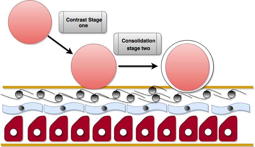 Fig Indicates The Stages Concerned With Mucoadhesion First Stage