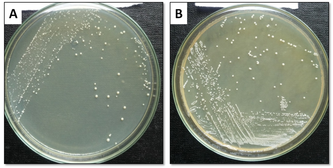 1: Typical characteristics of the Lactobacillus isolates grown on MRS agar ...